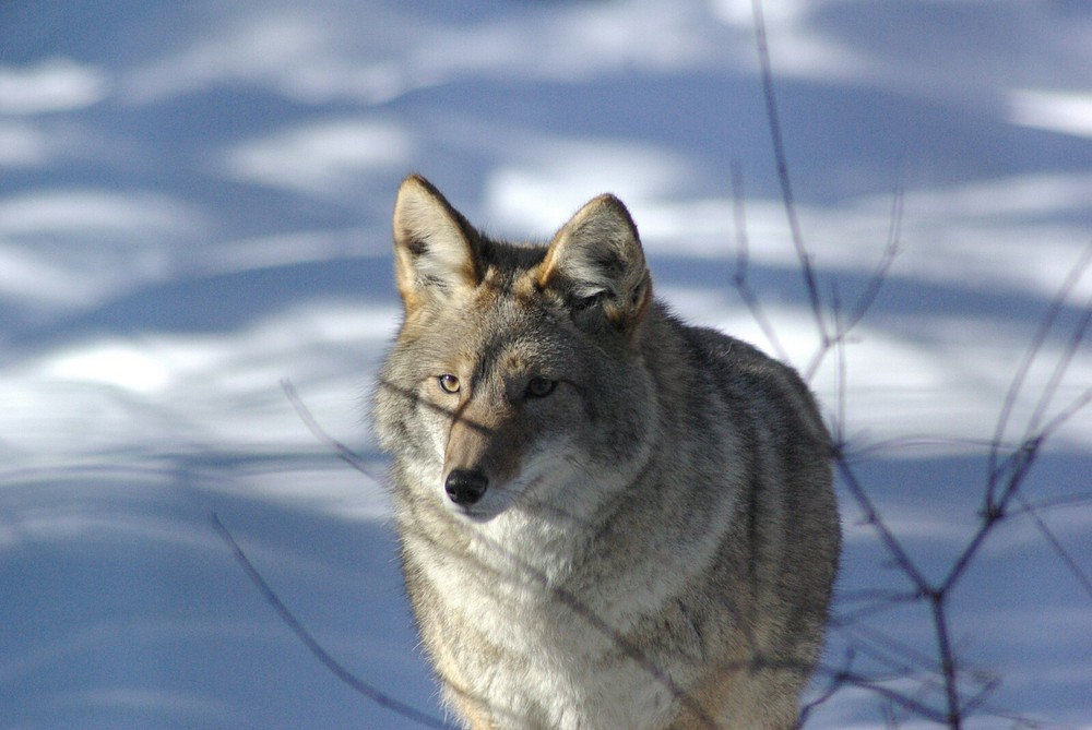 Coyote - Vol. 2 Taxidermy Reference Photo Cd