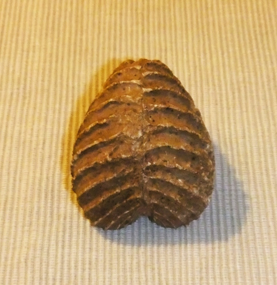 PTEROTRIGONIA FOSSIL