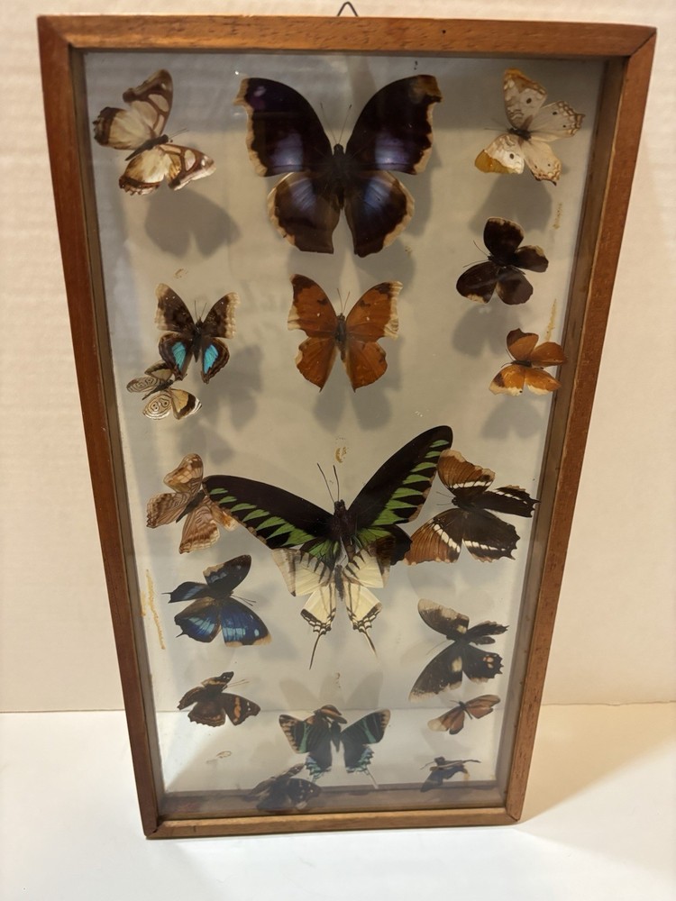 VINTAGE BUTERFLY COLLECTION DISPLAY