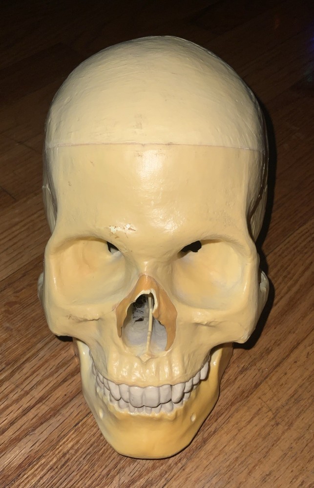 Realistic Human Skull Replica With Hinged Movable Jaw