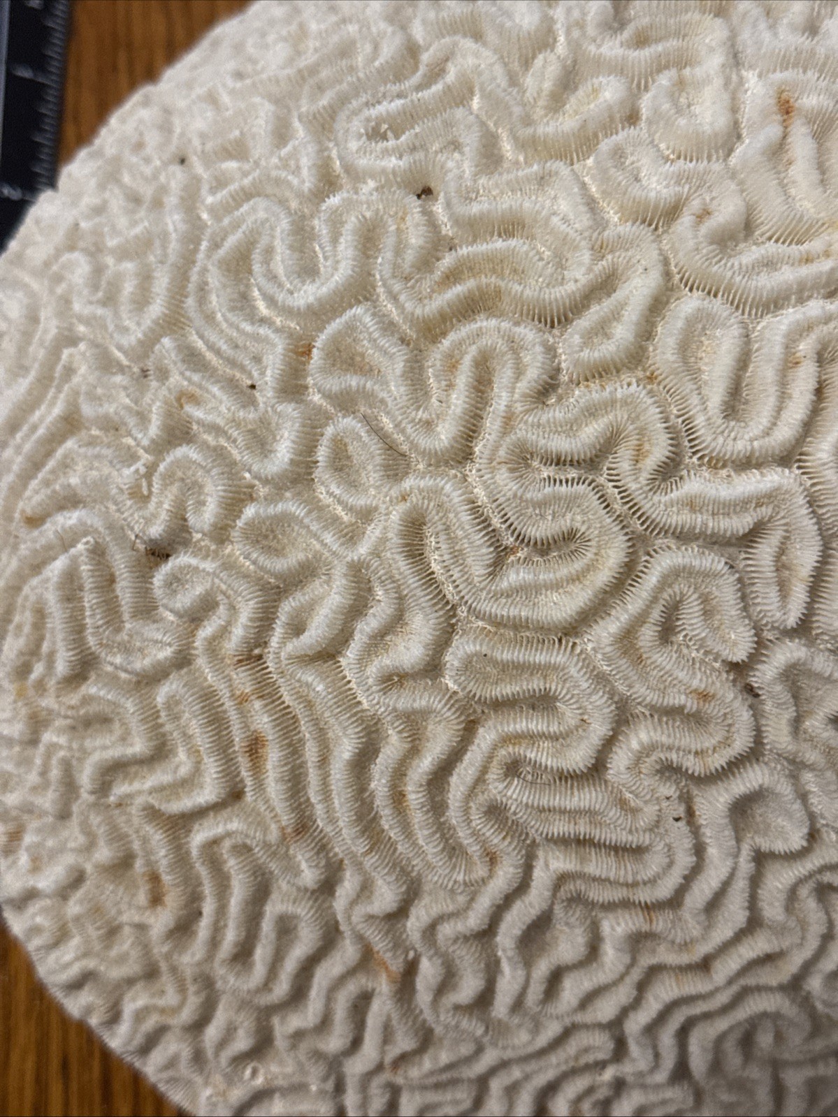 Large Natural Brain Coral Vintage Salt Water Fossil Heavy 9.12 lbs, 9" wide