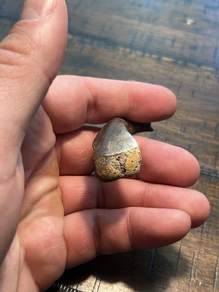 Turtle Humerus Dinosaur Age Fossil Hell Creek Form SD