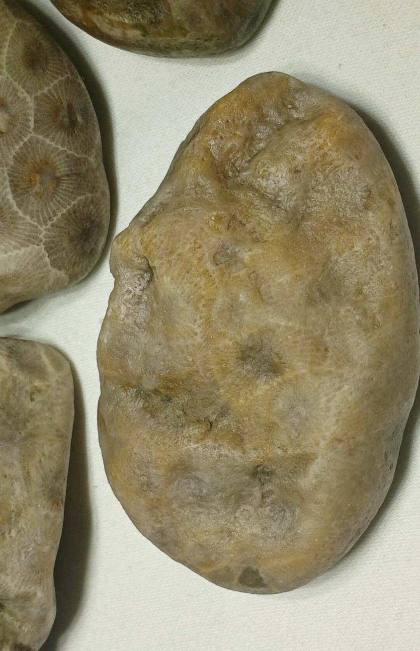 Natural Michigan Petoskey Stones • 4pc Unploshed • Great Lakes Fossil Coral