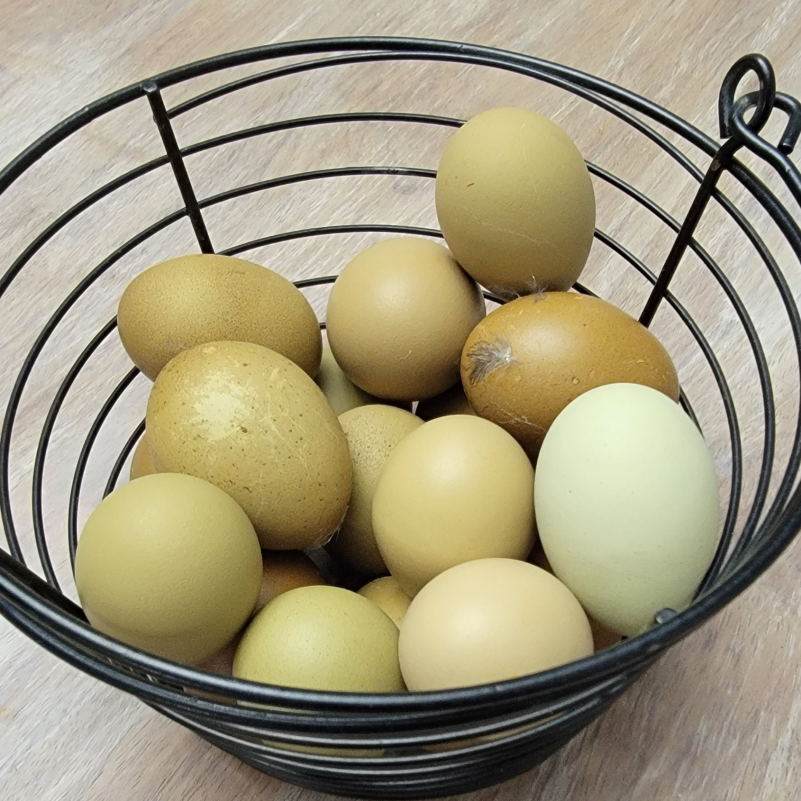 5+ F2 - F4 Olive Egger Hatching Eggs | Fast Free Shipping | TN NPIP CERTIFIED