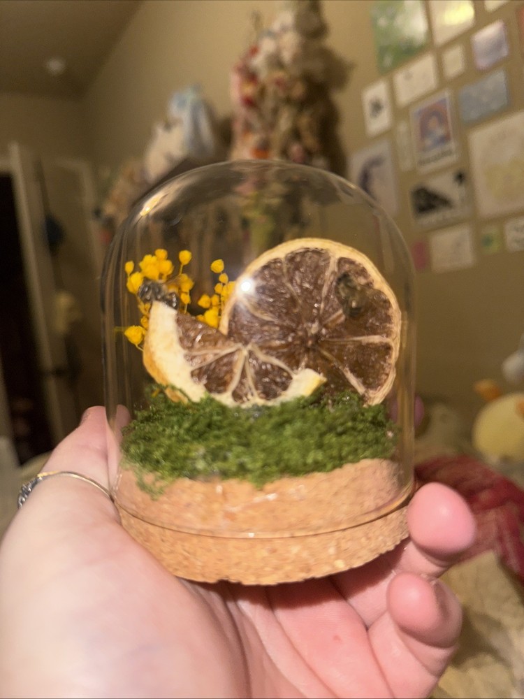 Glass Dome With Preserved Lemons And Bee Specimens