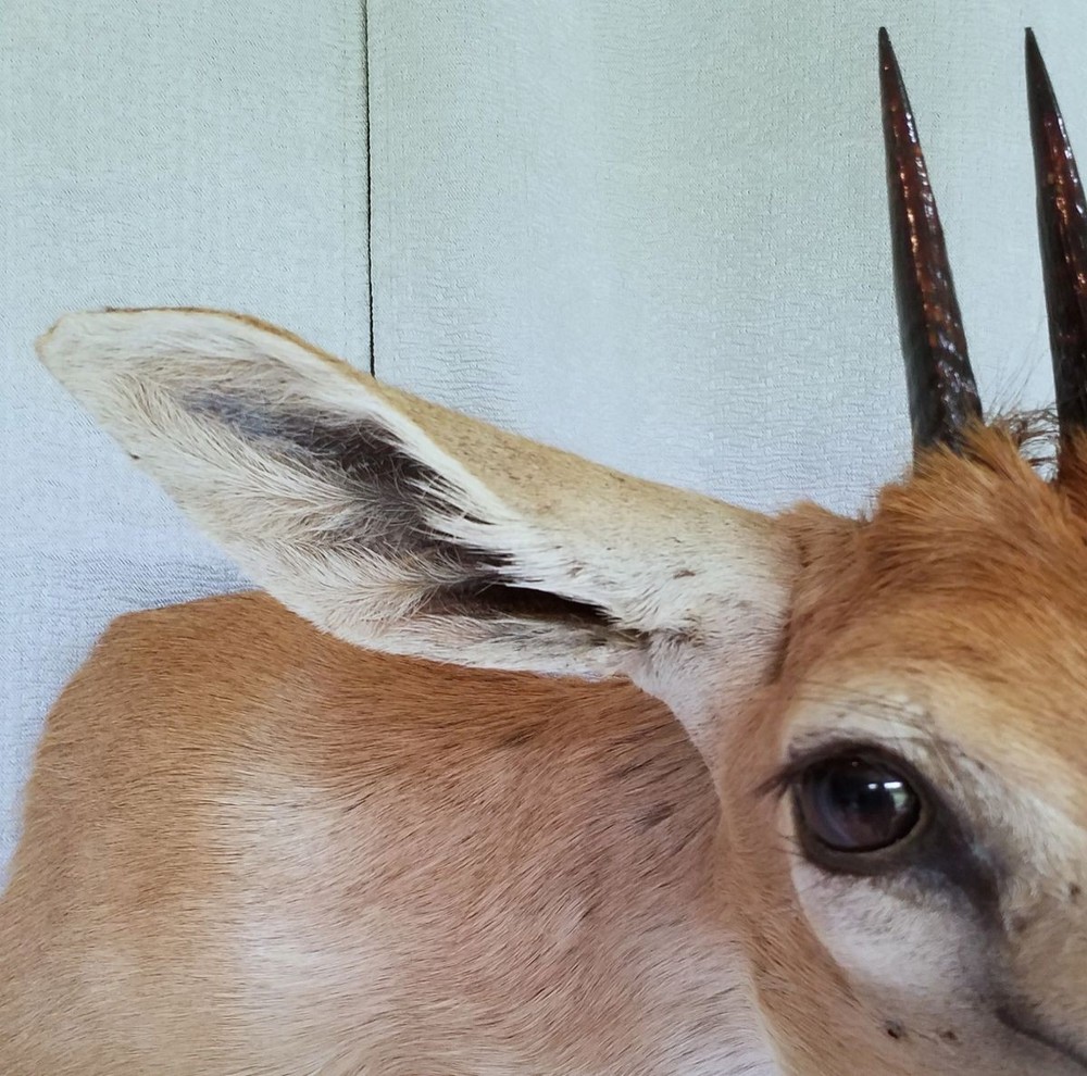 Duiker - Unusual Side-Sneak Pose