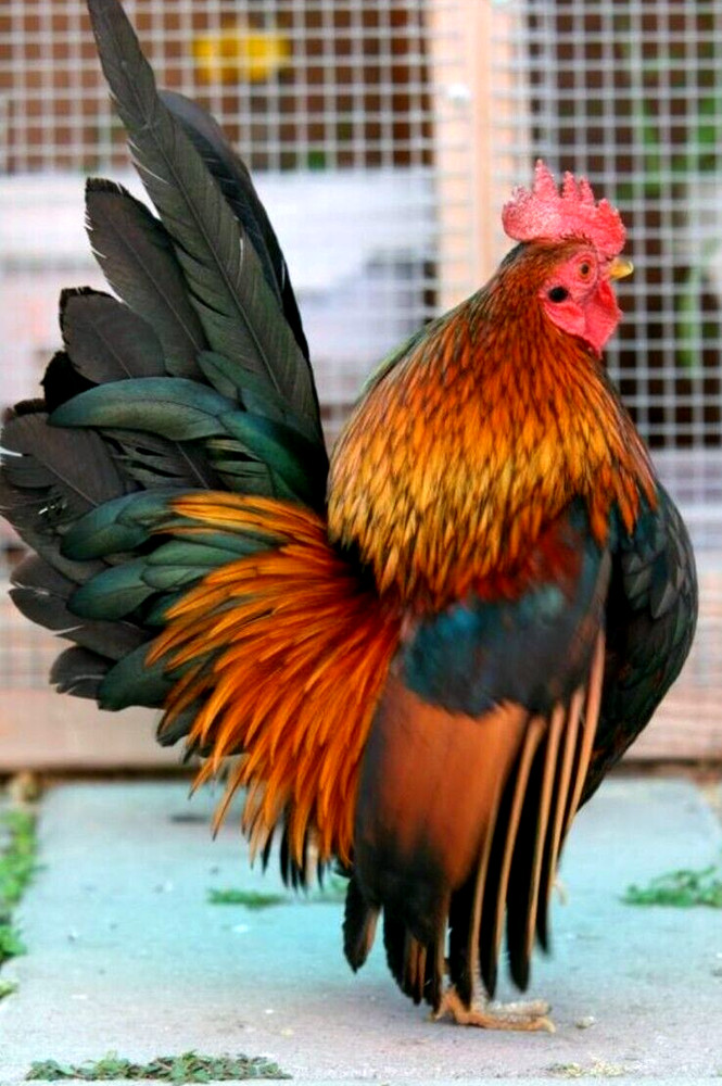 12 NPIP/AI CLEAN SERAMA BANTAM HATCHING EGGS ●SHOW QUALITY●MICRO MINI TEA CUP