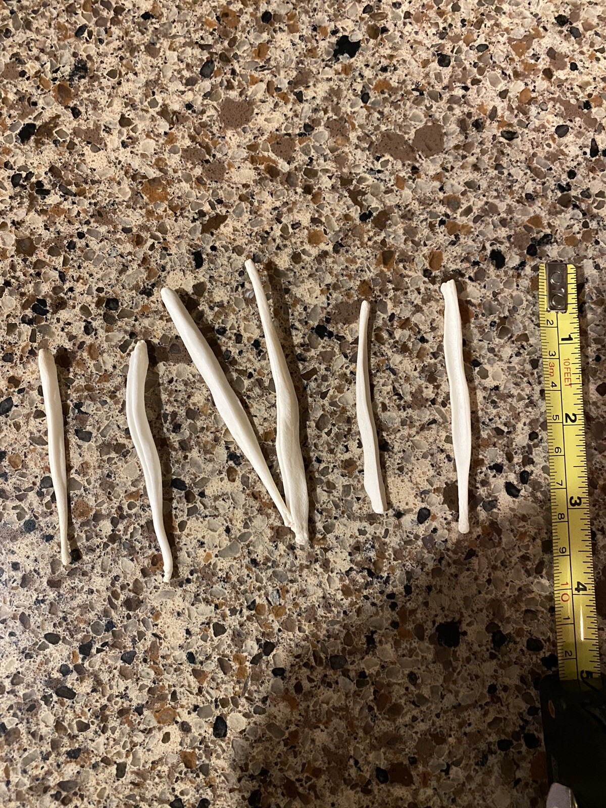 5 Coyote Baculum. Drink Stirs, Conversation Starter, Mountain Man Toothpick.