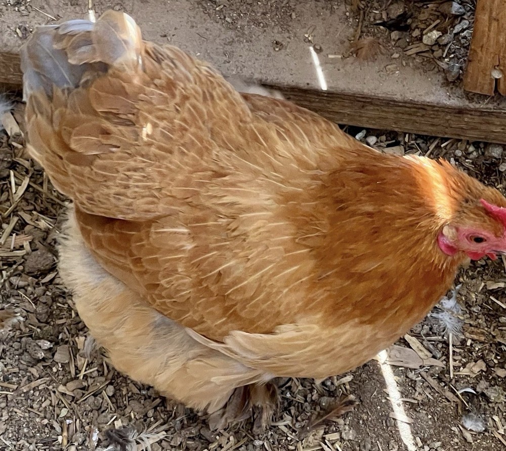 Dozen Cochin Bantam Eggs for Hatching
