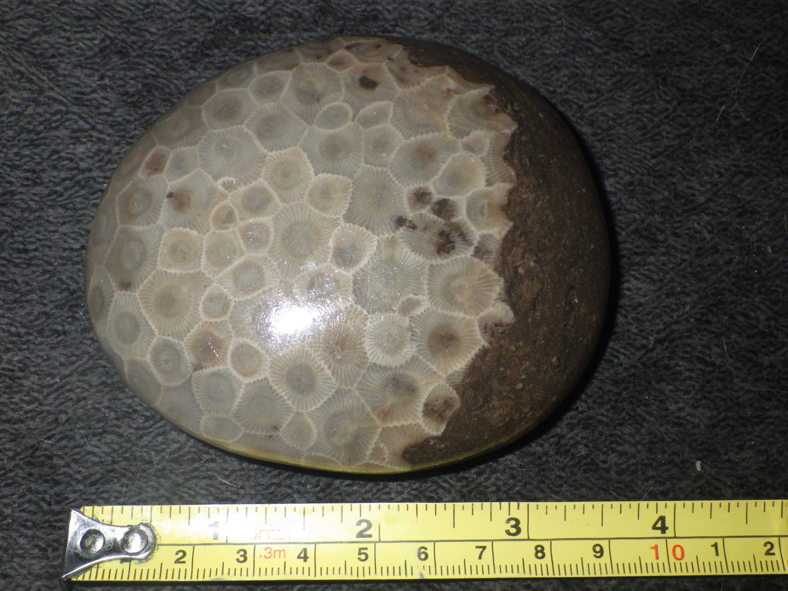 Polished Petoskey Stone 10.2 oz
