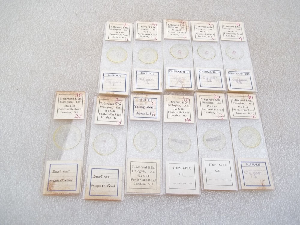 Vintage Glass Microscope Slides -