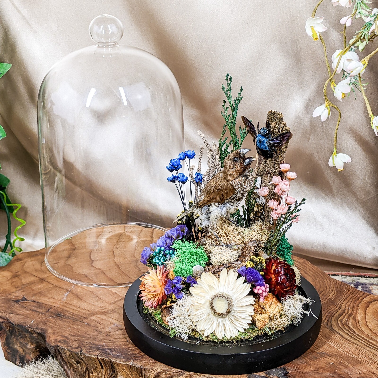 Spice Finch Bird Glass Dome Display decor Taxidermy oddities curiosities