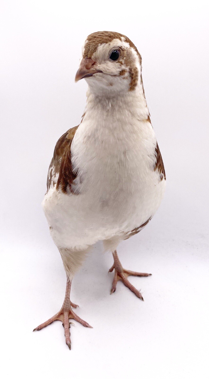 100+ Celadon Blue Coturnix Quail Hatching Eggs - Tuxedo, White, Red Range + More