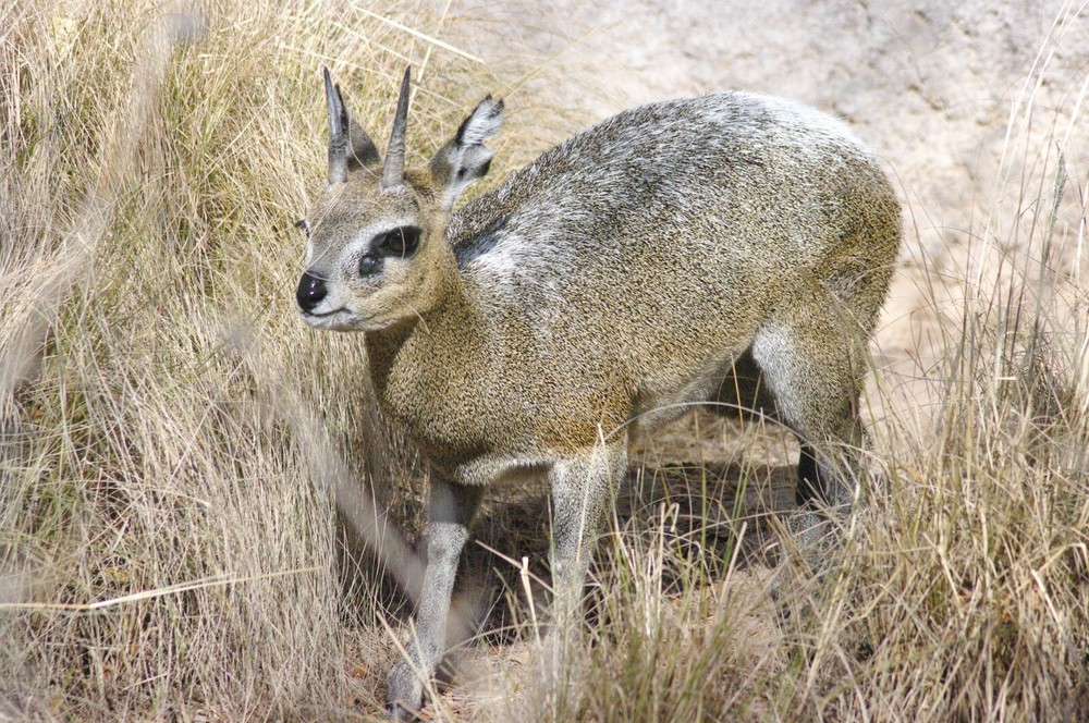 Klipspringer Taxidermy Reference Photo Cd