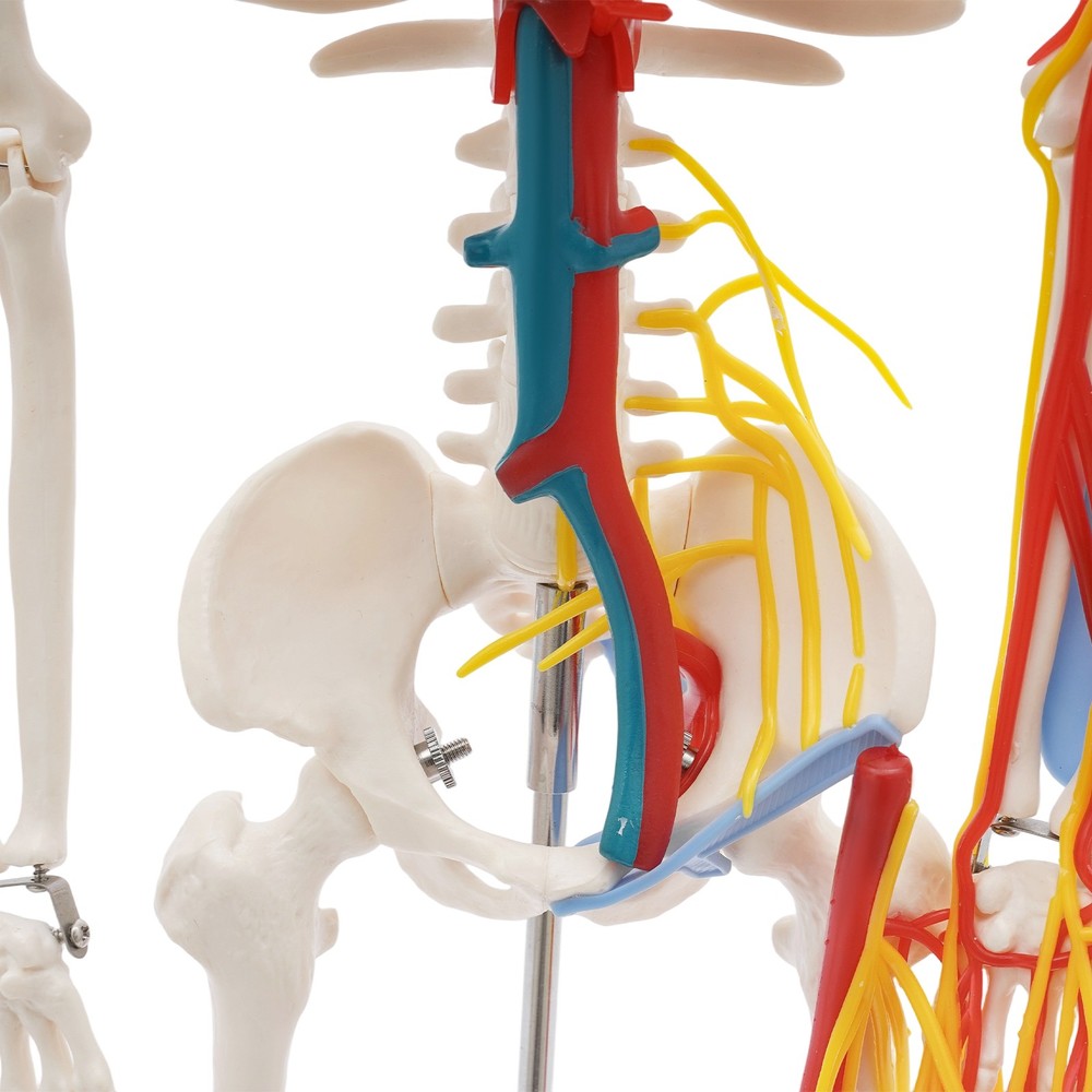 34 Inch Human Skeleton Model Skeleton Human Model Standing Style Skeleton Model