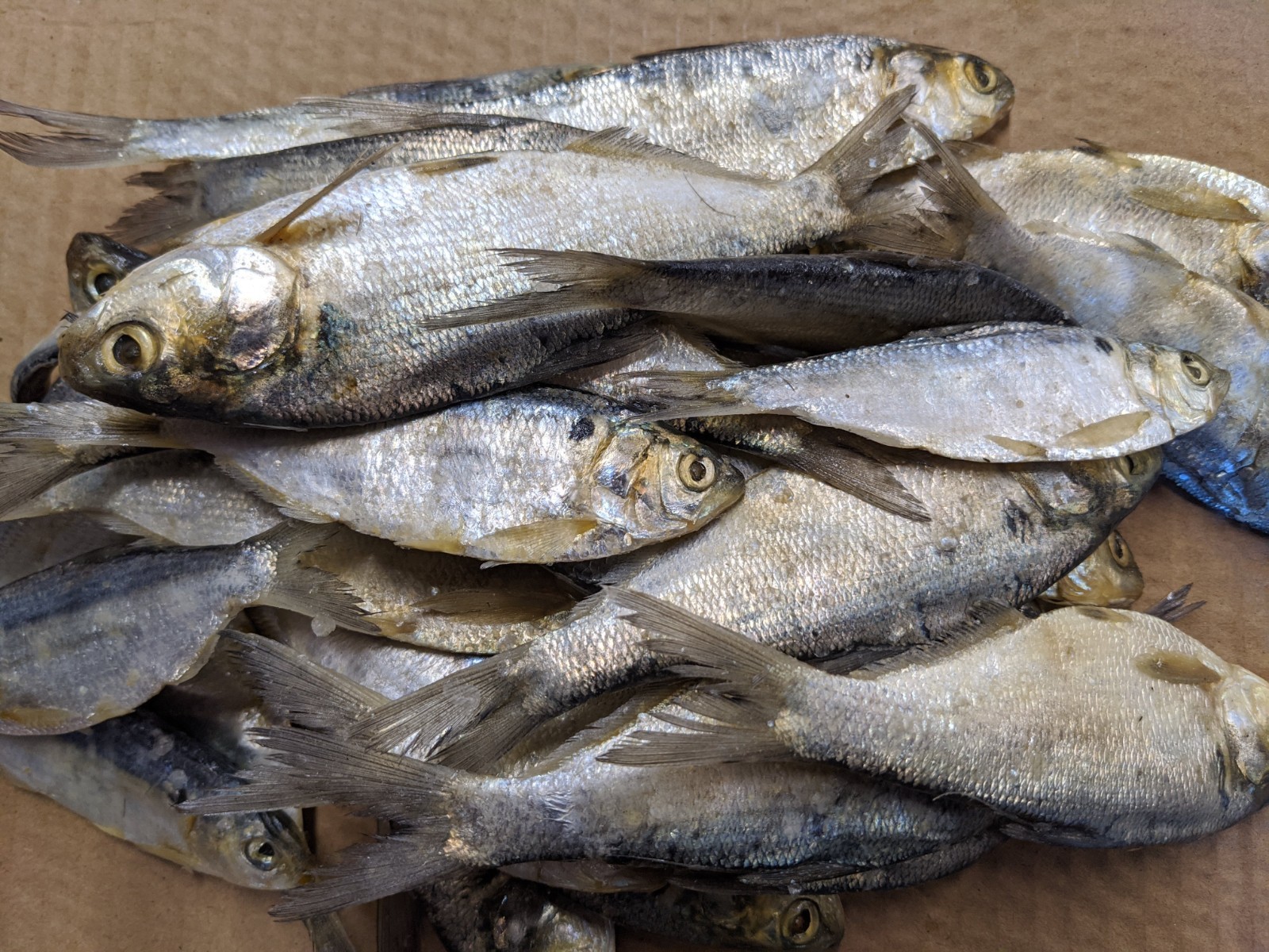 Bestbait Salted Shad Preserved Free Shipping