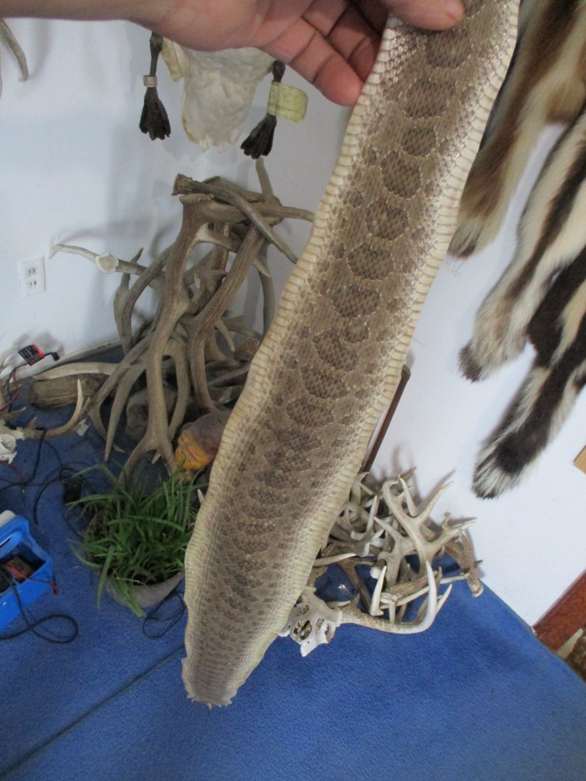 rattlesnake skin prairie rattle snake hide DRY TANNED wrap pen blanks 40 in. J1