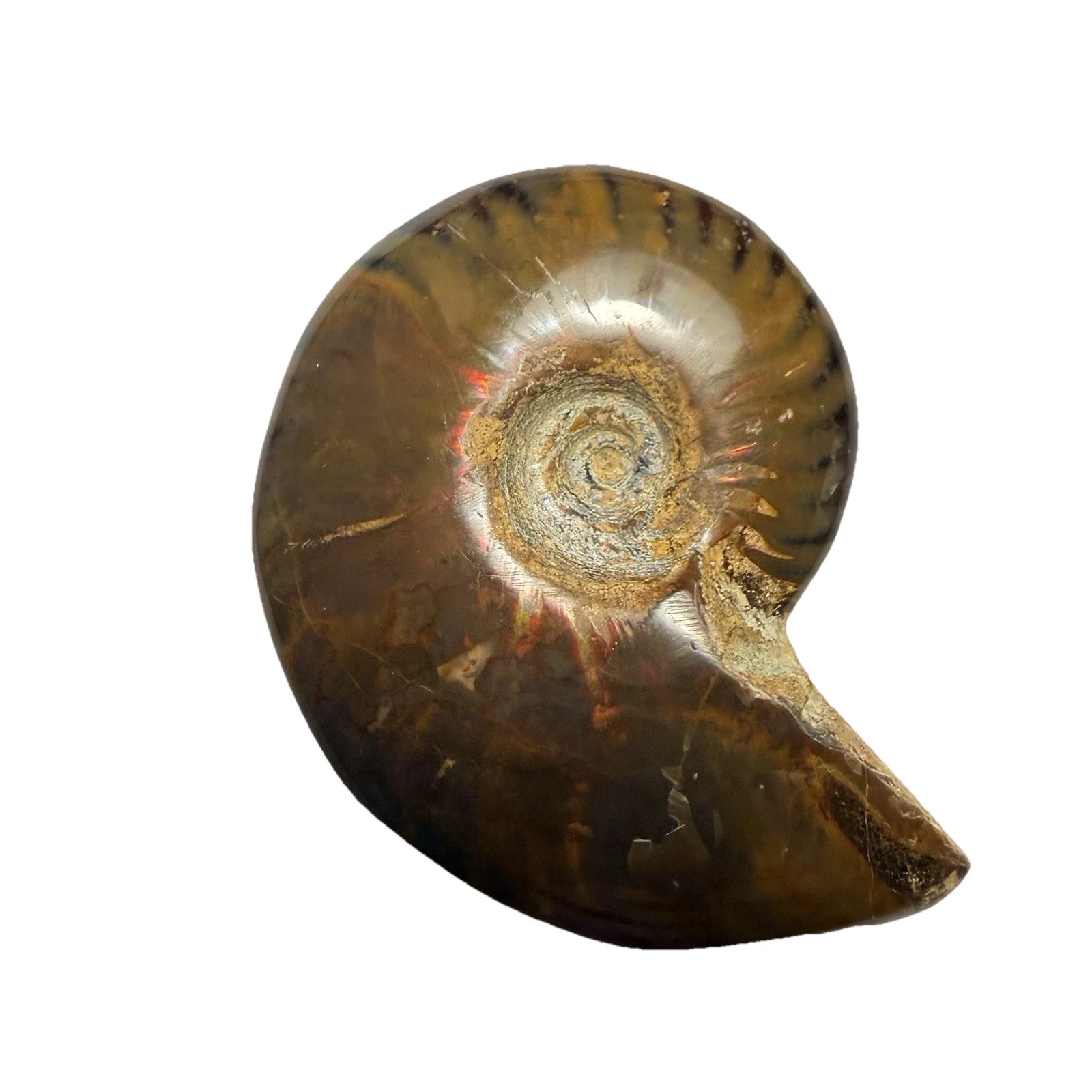 Natural Ammonite Fossil Specimen