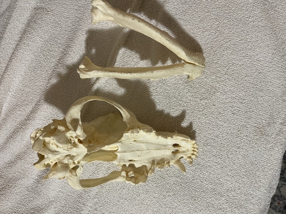 Canine (Dog) Skull Model