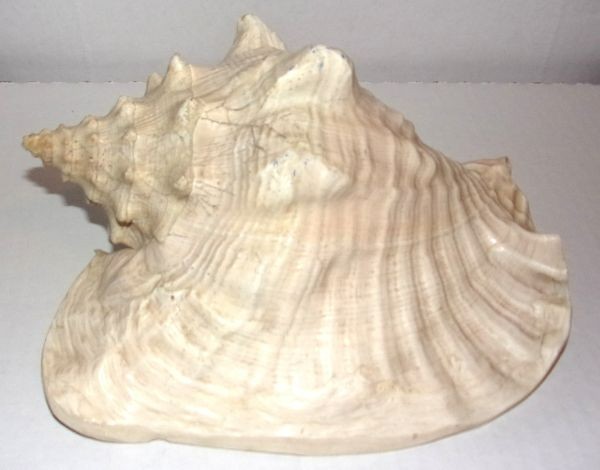VINTAGE 8” CONCH SEA SHELL .