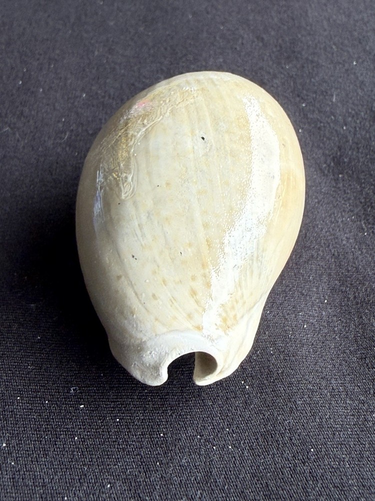 EXTINCT fossilized Cowrie shell from central Florida..Pliocene era.