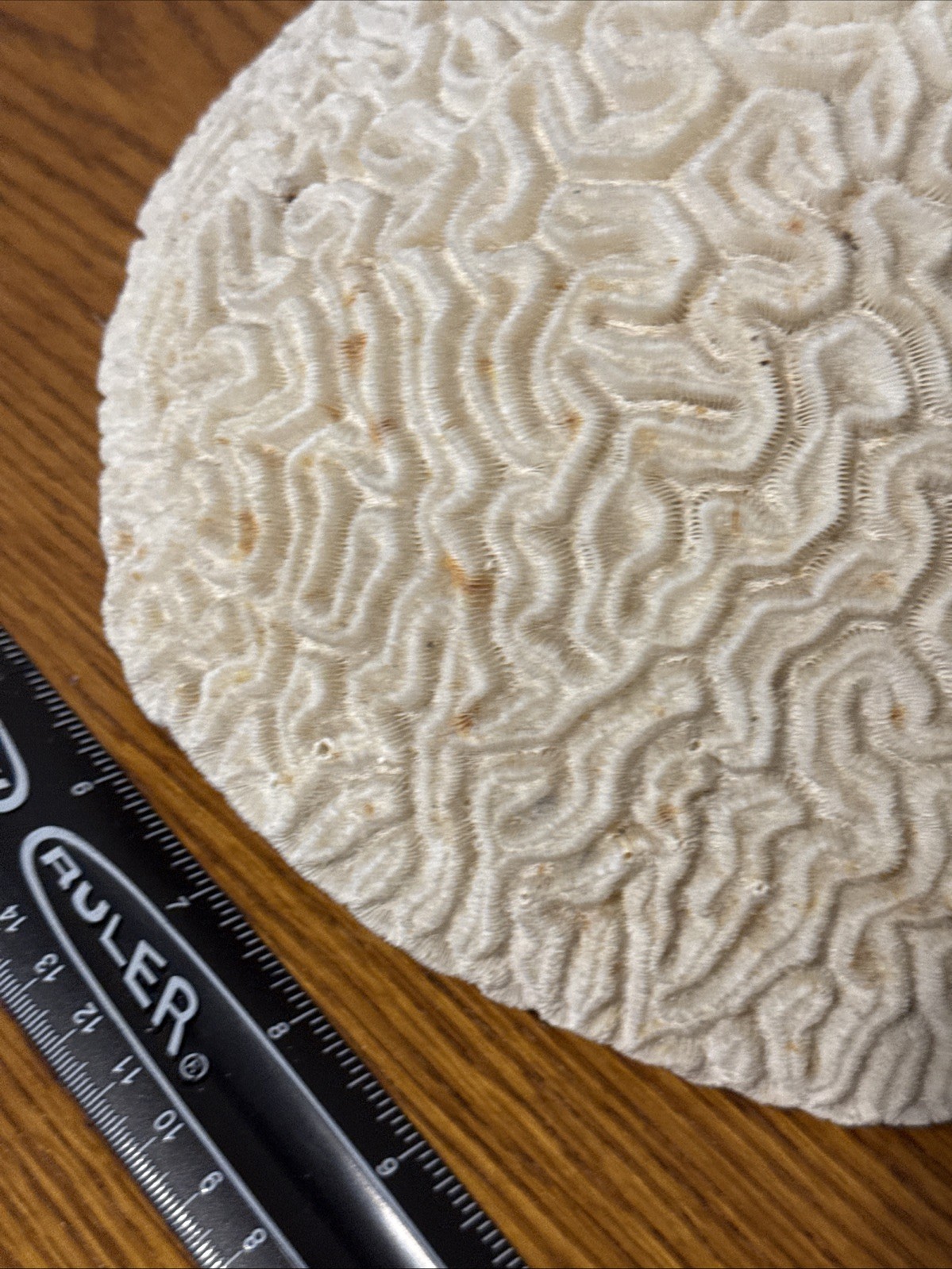 Large Natural Brain Coral Vintage Salt Water Fossil Heavy 9.12 lbs, 9" wide
