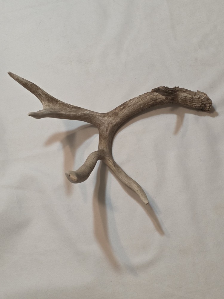 Deer Antler 12" x 16"
