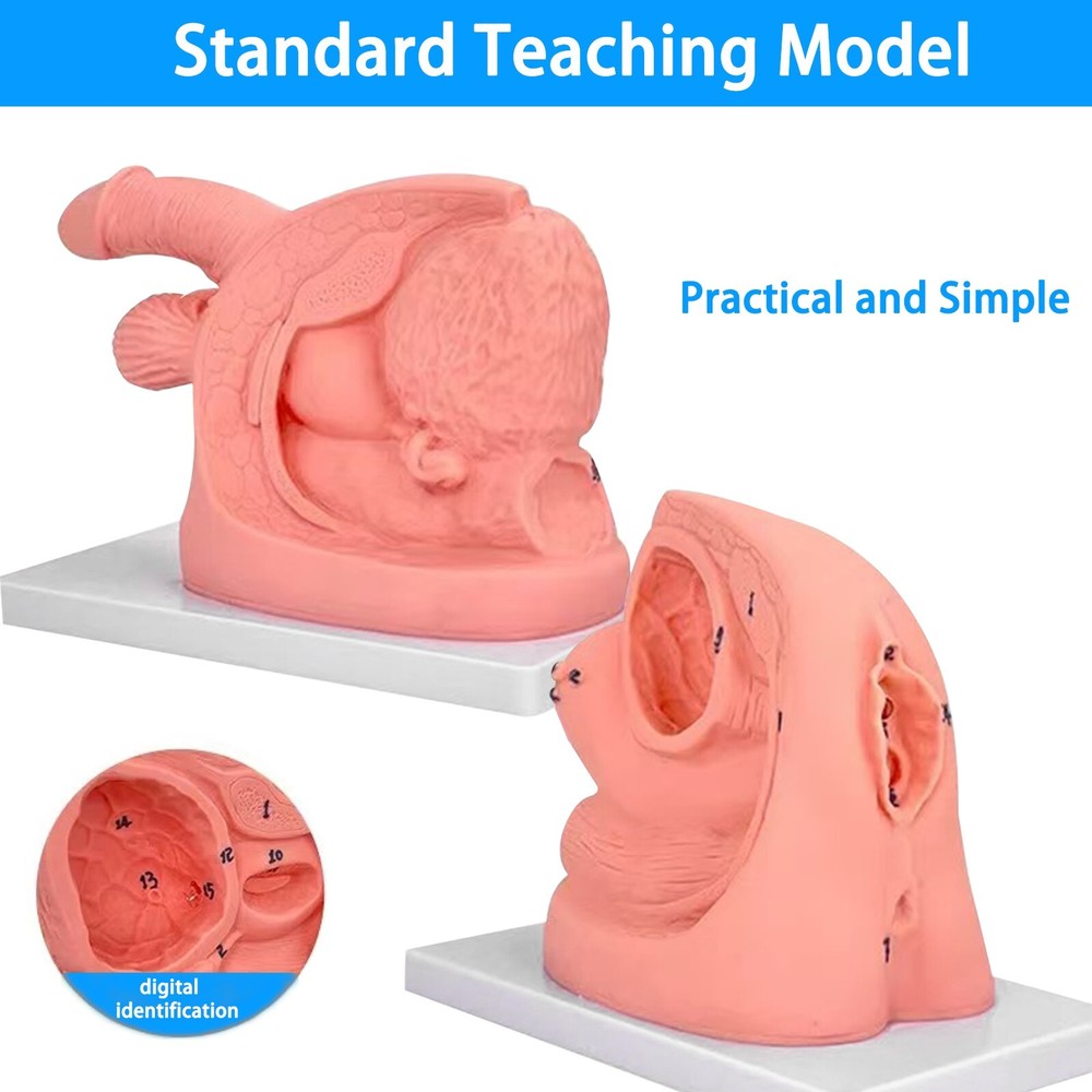 1PC Female Urethral Catheterization Training Simulator Model, Simplified Urinary