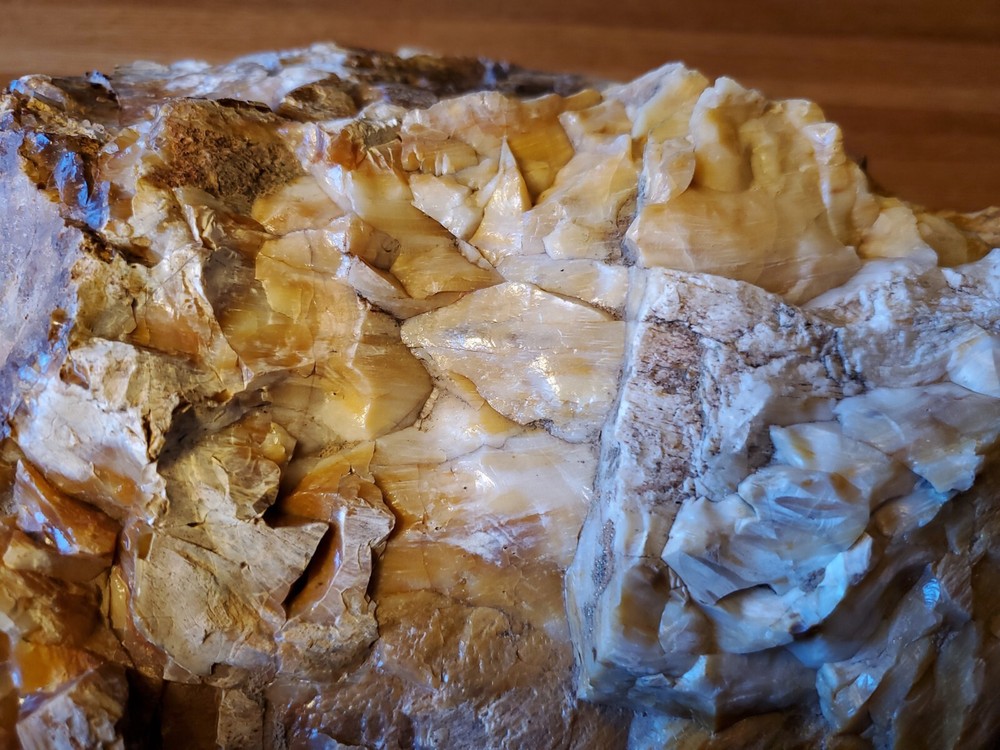 Petrified Wood Highly Agatized Amazing Sample large 19 Lbs.
