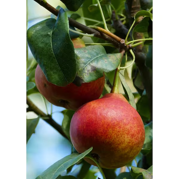 4-In-1 Pear Jubilee Tree Bare Root