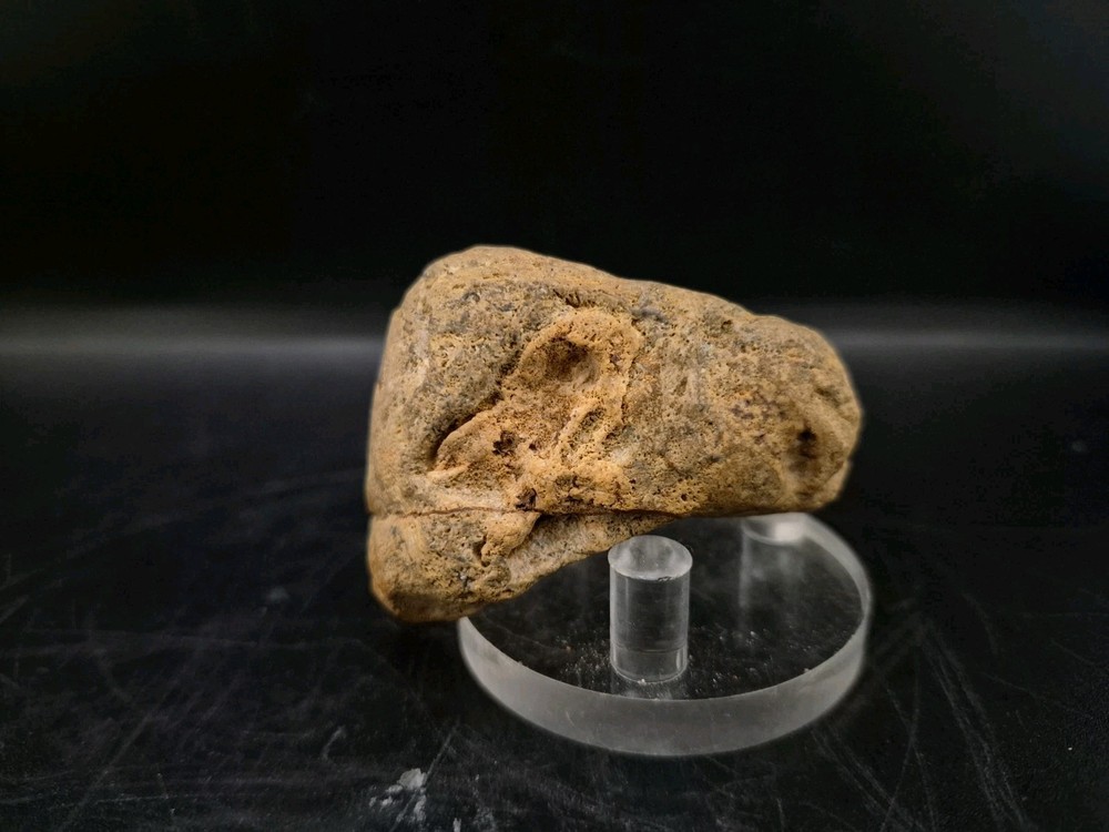 Sauropod Skull Fossil 🦕