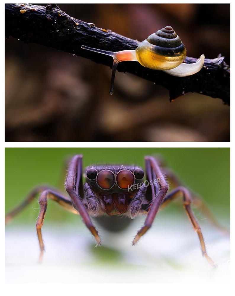 Macro Photography Reflector Cover Soft Box Diffuser For Flash Lamp Flashlight