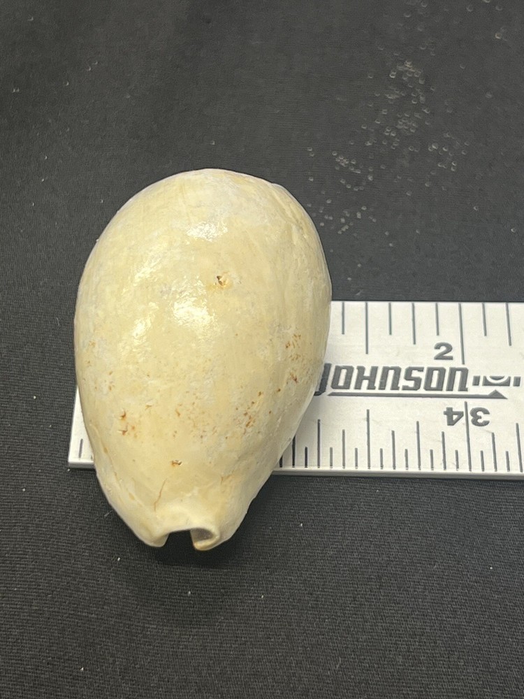 EXTINCT Fossilized COWRIE Shell From Central Florida - Pliocene Era.