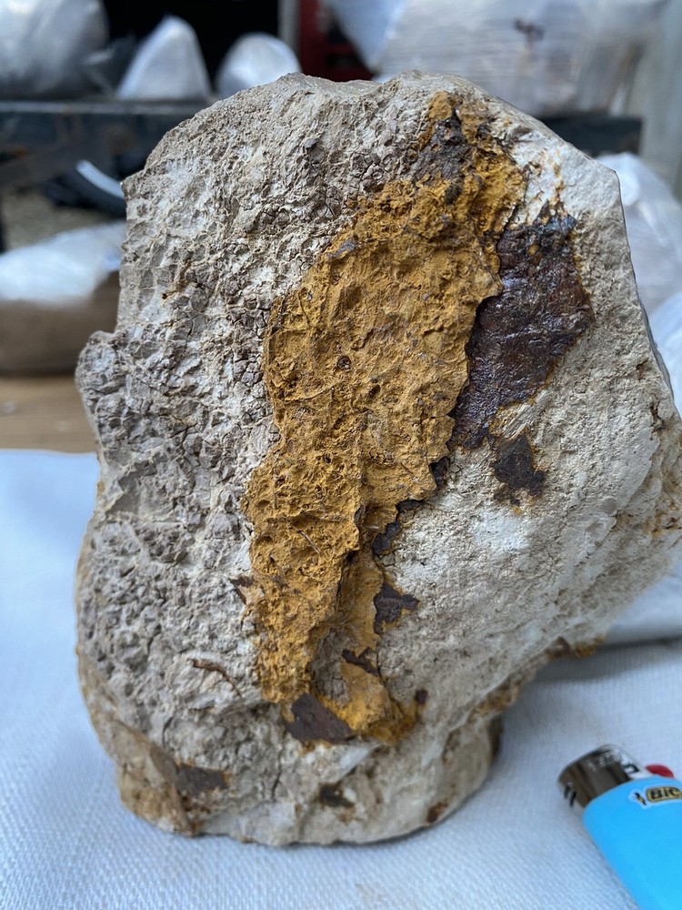 Fossilized And Opalized Fossils