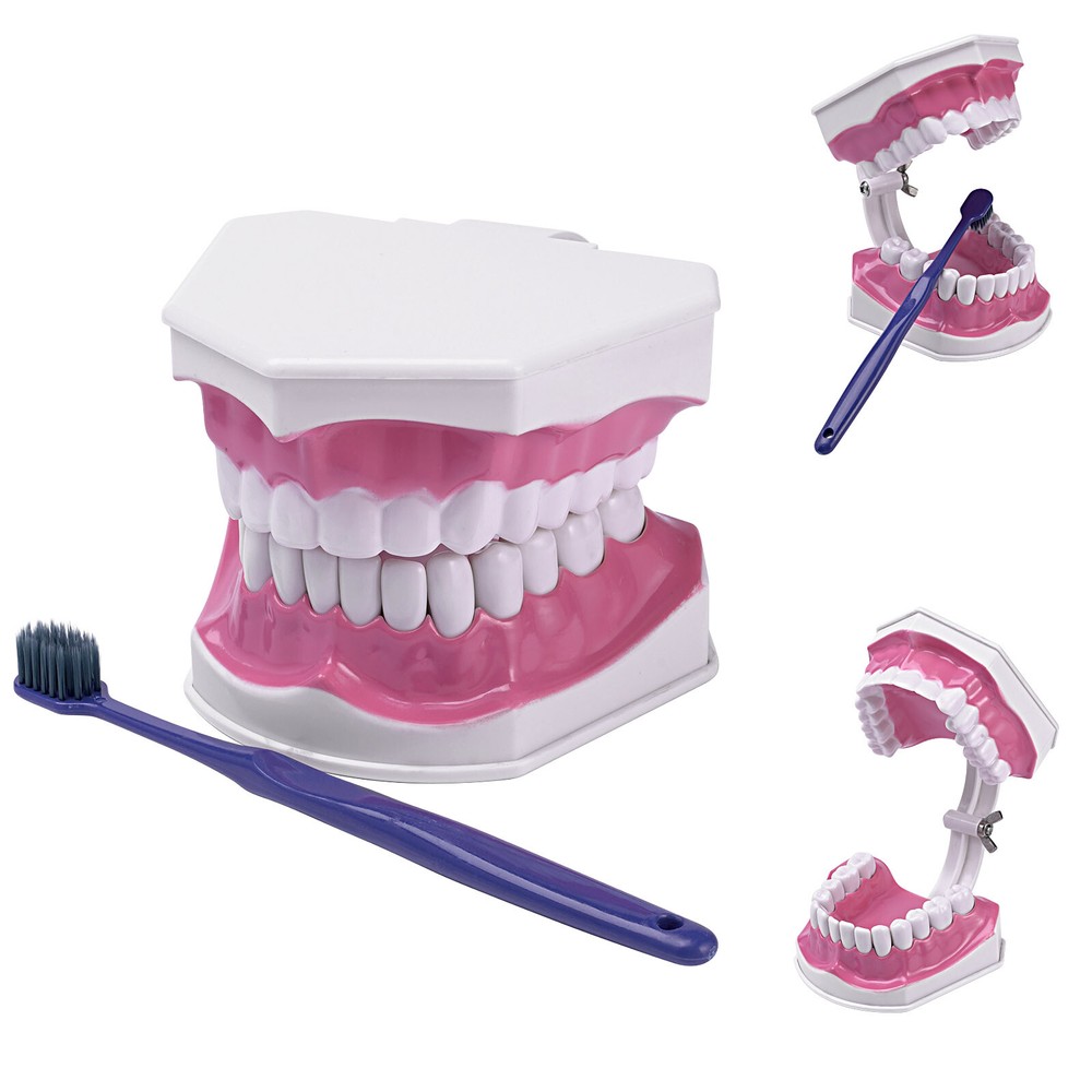 Dental Typodont Demonstration Model Removable 28 Teeth 2 Time Large Study Model
