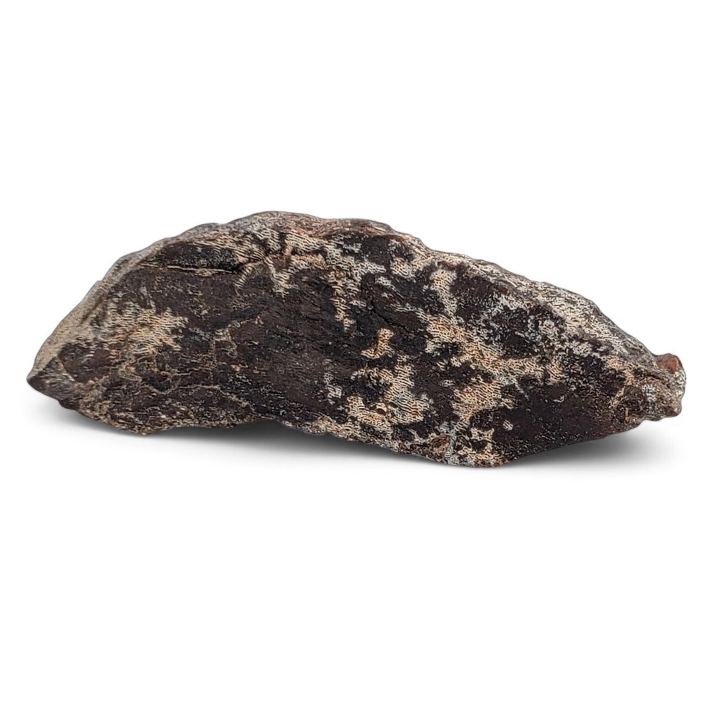 Authentic Jurassic Dinosaur Bone Fossil - Morrison Formation, Colorado