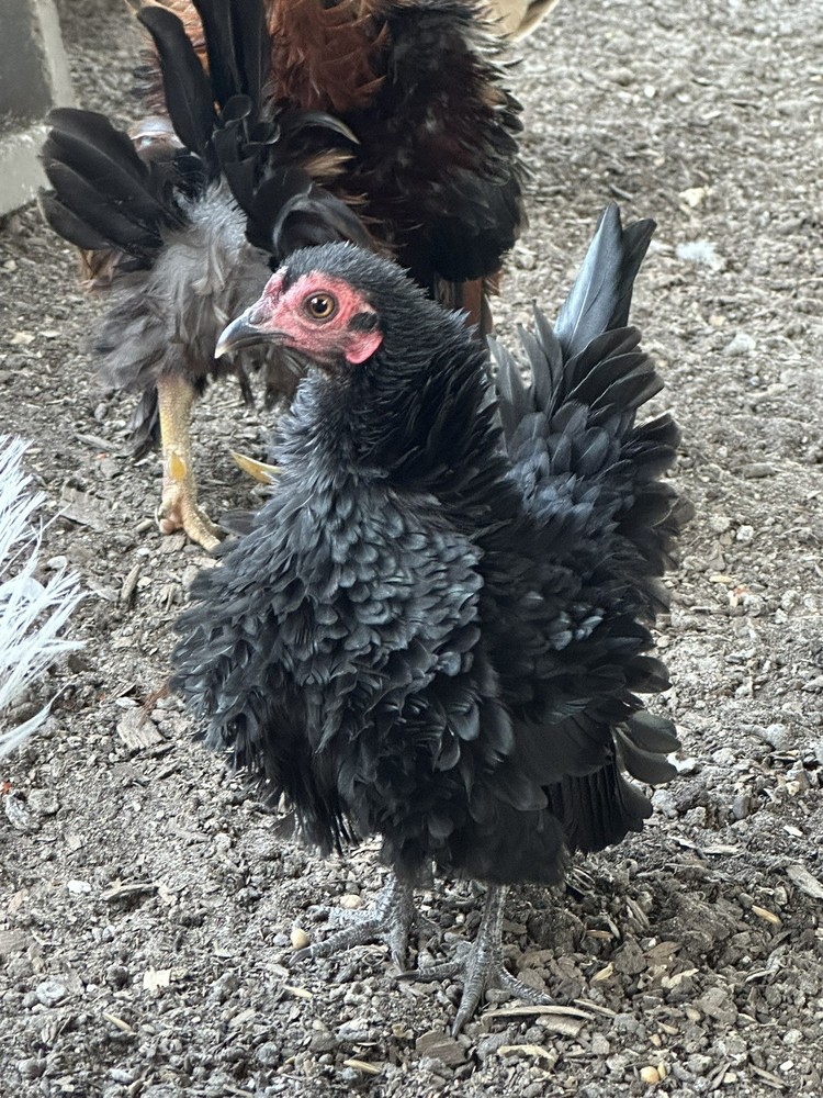 8 Serama Hatching eggs NPIP/AI and PT Clean