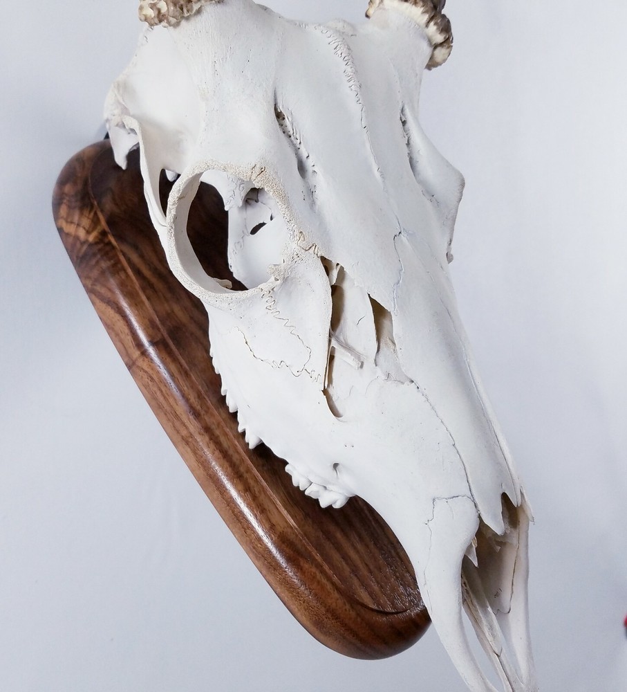 European Skull Mount Wall Plaque Walnut