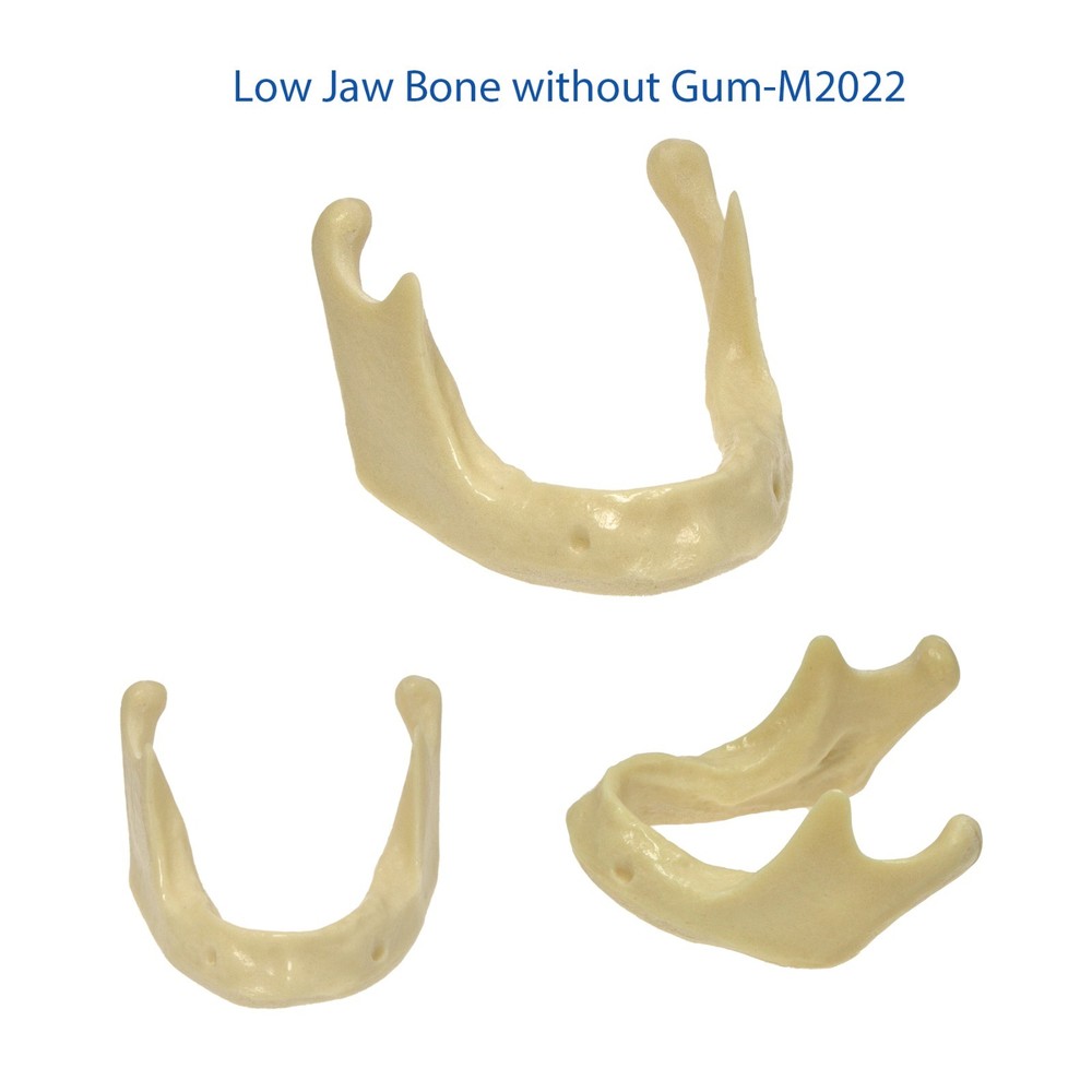 Dental Mandible Implant Jaw Bone Model For Practice Basic Drilling Insertion