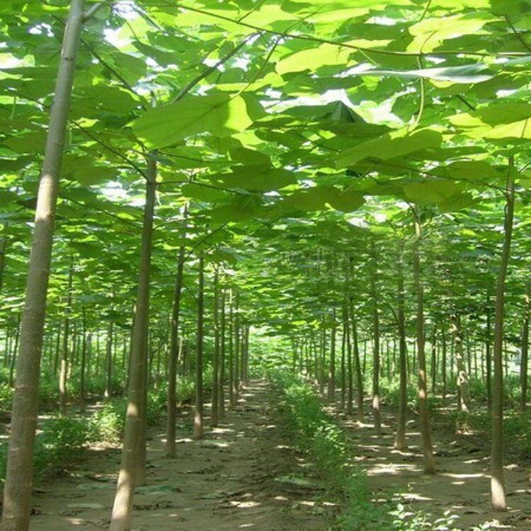 Fast growing shade trees Paulownia Elongota Variety Also Known As Timber Trees.
