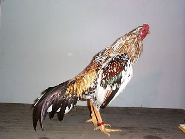 12 ASSORTED WAHL ASIL EGGS