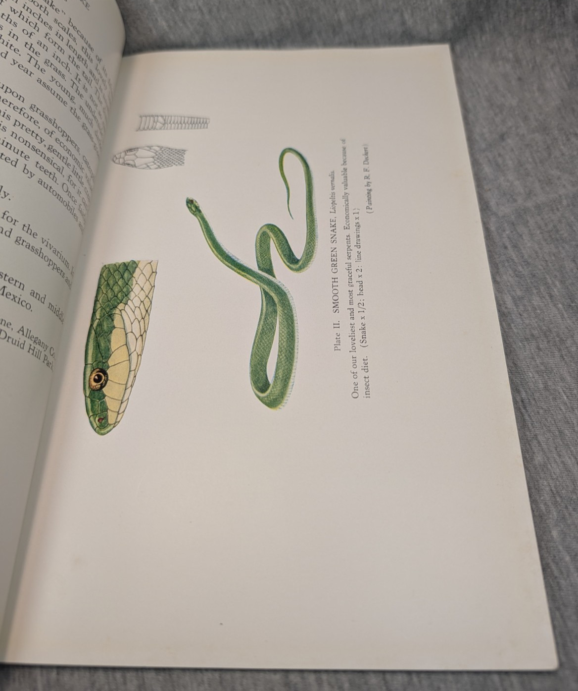 1936 Snakes of Maryland Illustrated Book Howard Kelly Color Plates 1st Edition