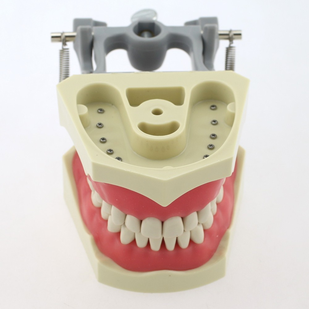 Dental Typodont Teeth Model Columbia 860 32 Removable Teeth Training Dentoform