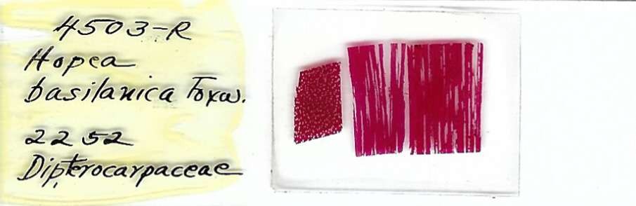 Hopea basilanica Microscope Slide