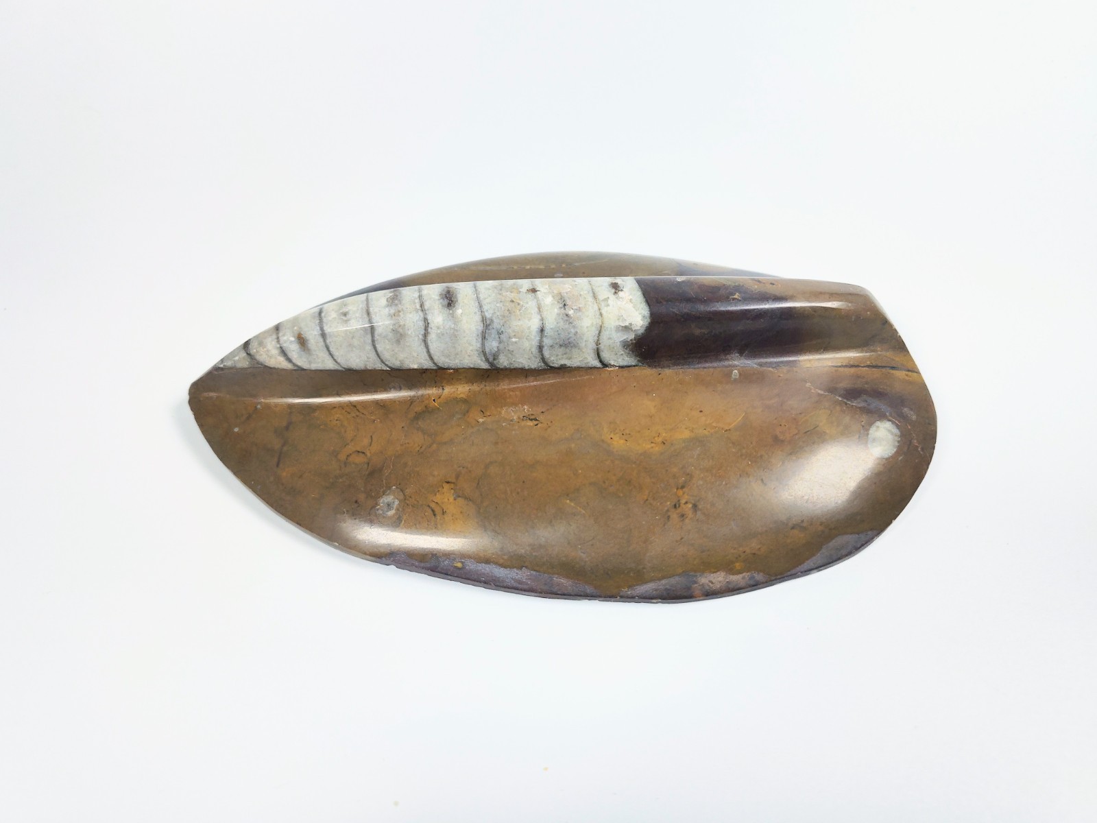 Large 7" Polished Orthoceras Fossil Specimen - Morocco 400MYO Prehistoric Decor