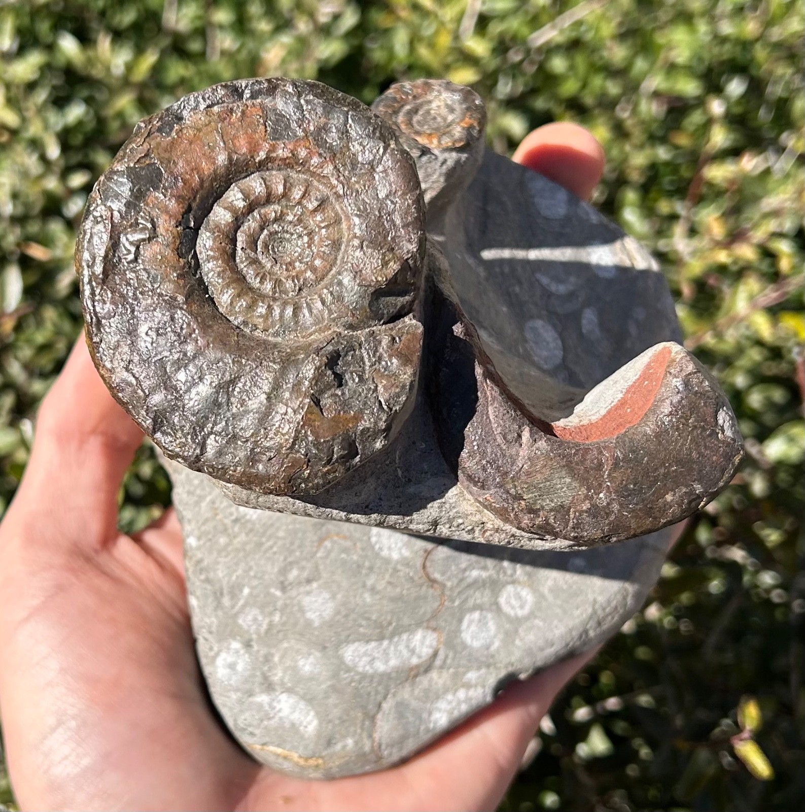 Devonian Fossil Ammonites Multi Plate Matrix Cluster Morocco 5.09”