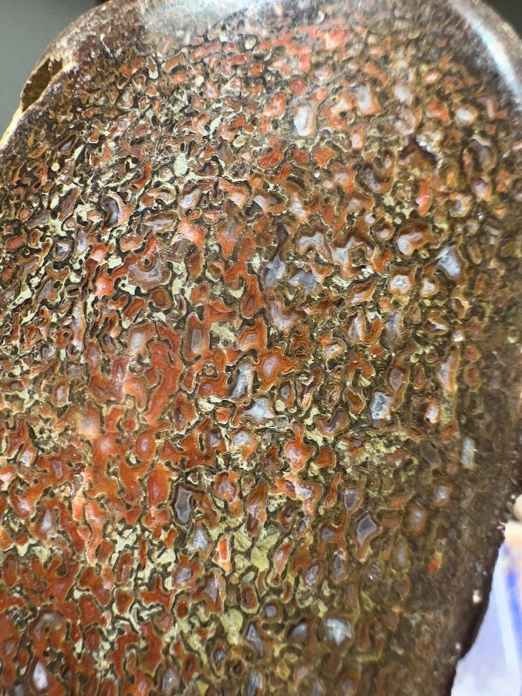 Dinosaur bone polished knuckle end cut specimen.
