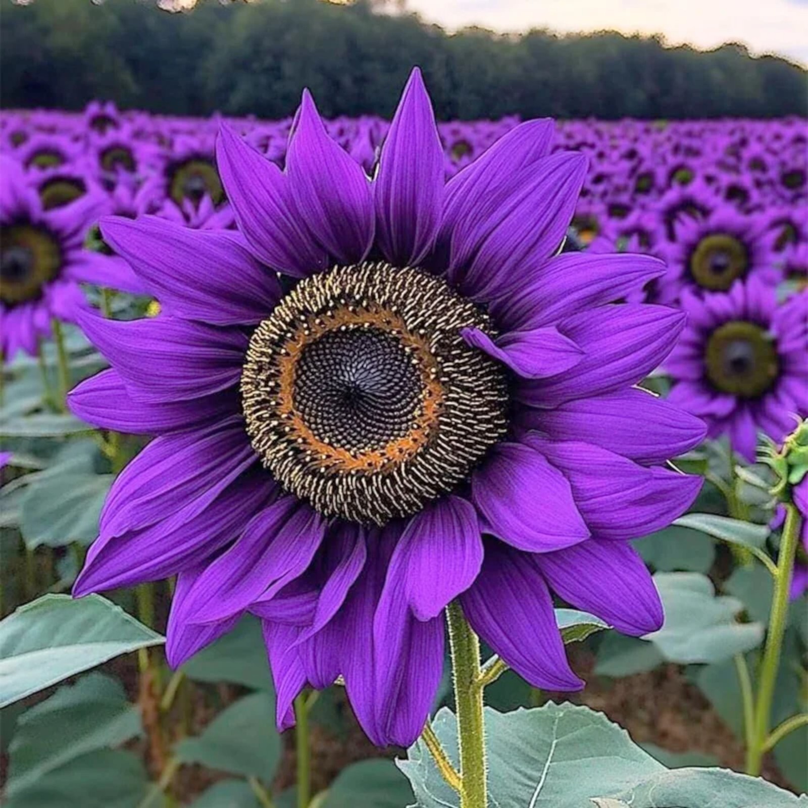 50pcs ‘Violet Majesty’ Purple Sunflower Seeds – Rare Heirloom Variety for Garden