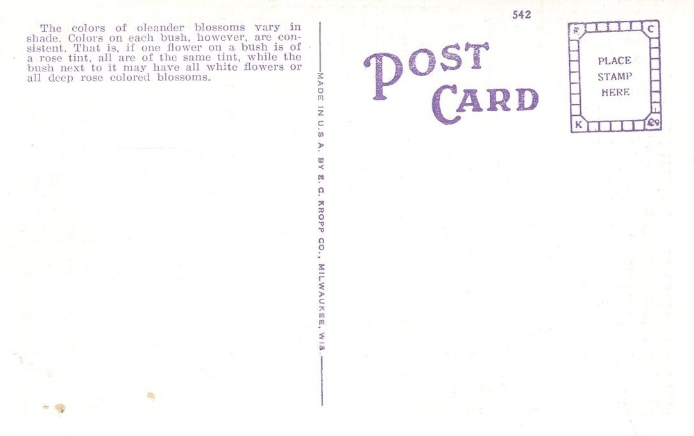 OLEANDERS IN SUNNY FLORIDA - PC2556