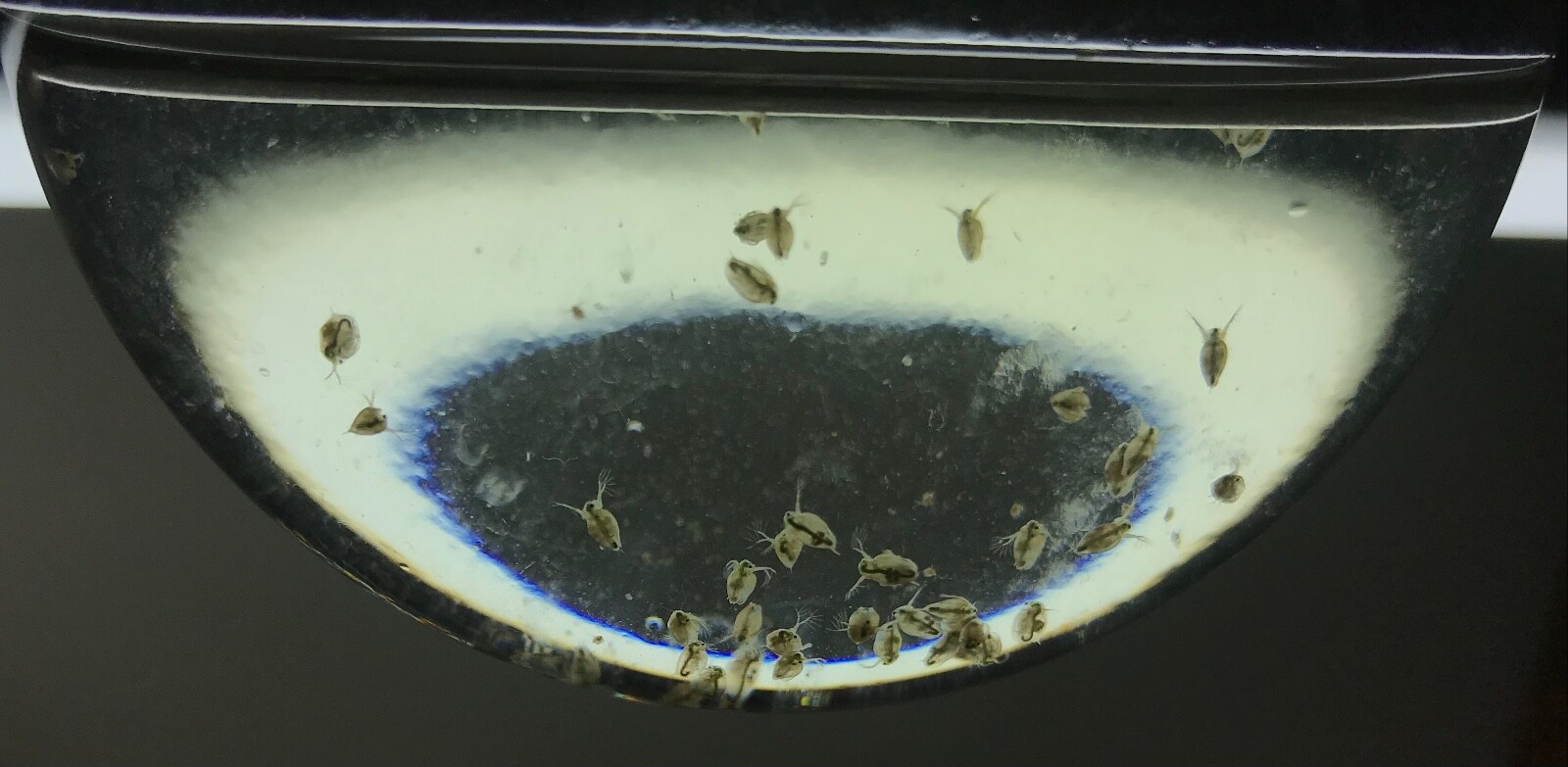 Live Daphnia magna=Water Fleas-live food*indoor container sustainable production